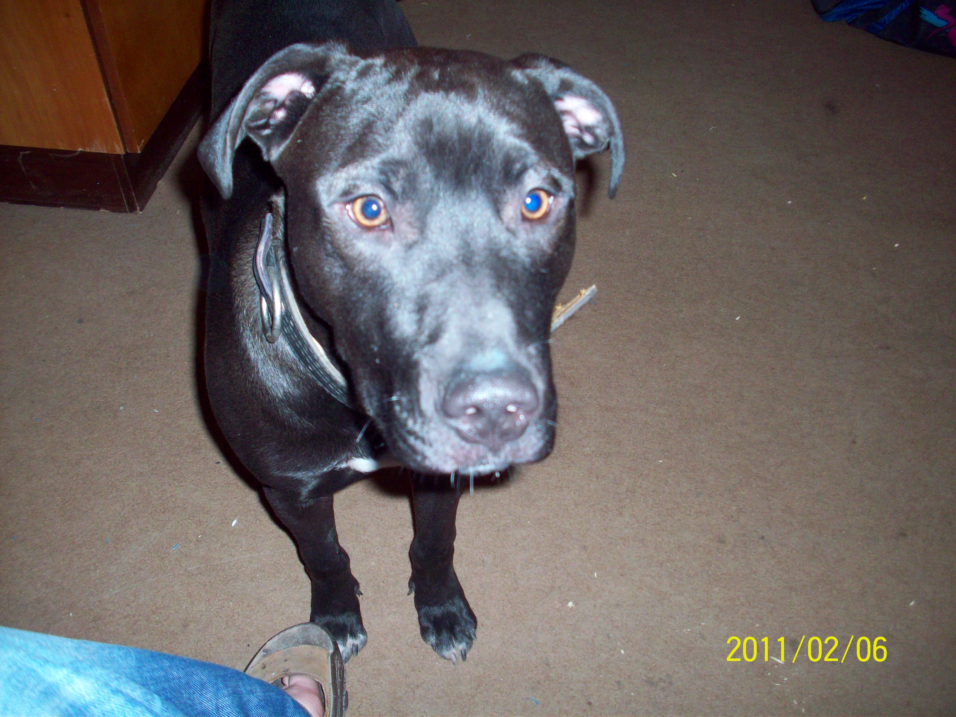 Rufus (2)