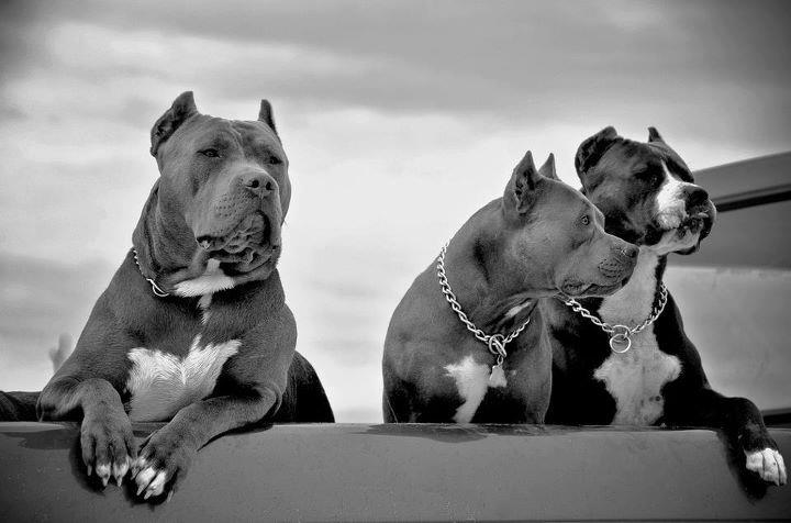 (5)2pitt