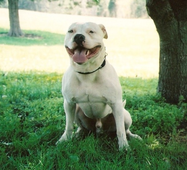 american_pit_bull_terrier_164047